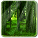 realdepth forest free live wallpaper android application logo